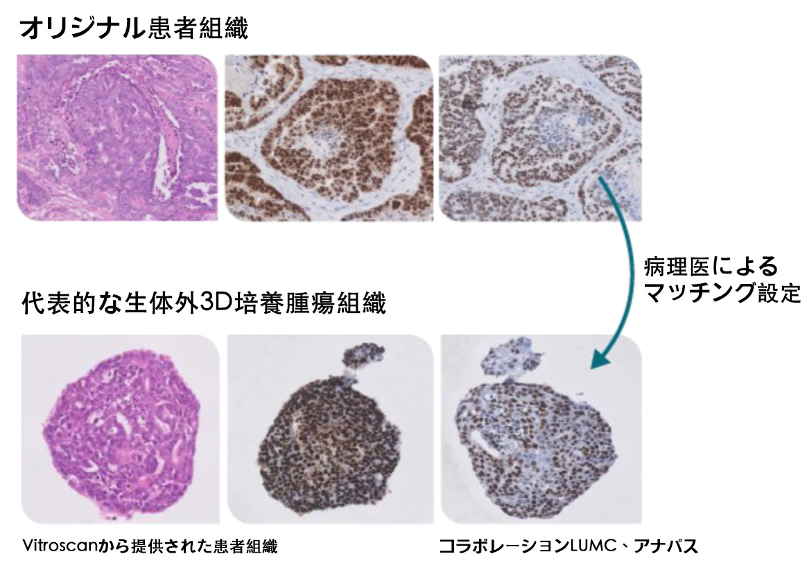 細胞解剖モデル - 取り外し可能な 24 パーツの動物細胞解剖モデル