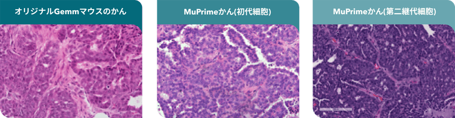 sample-pathology-qc