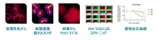 high-throughput-drug-screening-01