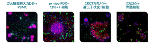 immuno-oncology-assays-01